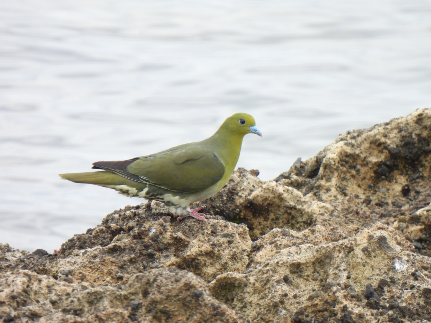 別府湾のアオバト: 大分のスケッチブログ