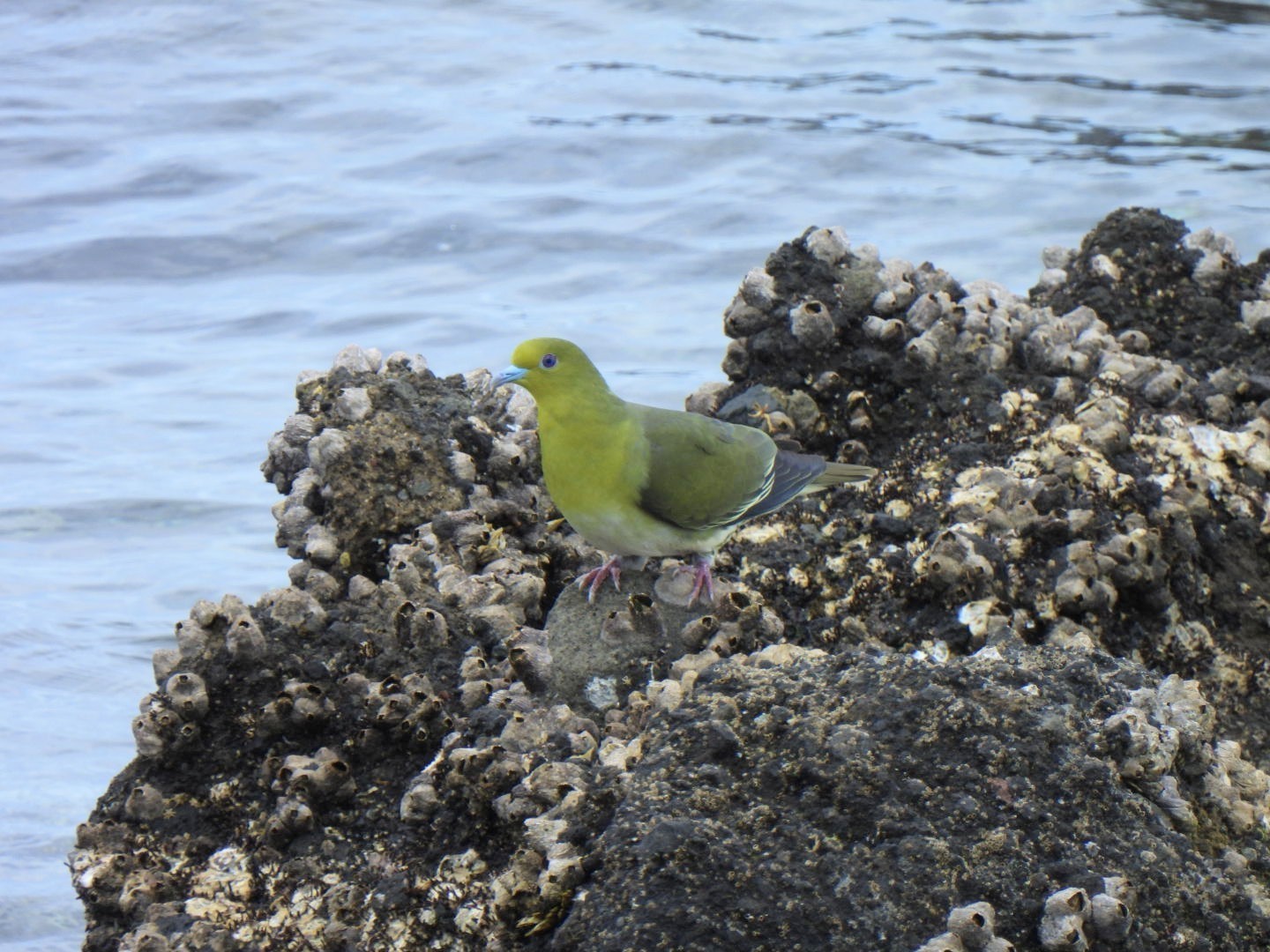 別府湾のアオバト: 大分のスケッチブログ