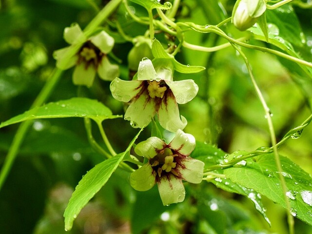 山野草 ツルニンジン大株 よぅ